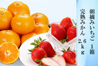 朝摘みいちご 1箱・完熟みかん 2.6kg
