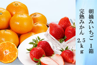 朝摘みいちご 1箱・完熟みかん 2.5kg