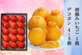 朝摘みいちご 1箱・デコポン 4-5個