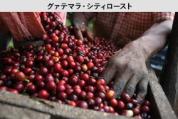 グァテマラ ★秘境で生産された、爽やかで甘い香りと軽やかな酸味【200ｇ】（約20杯分）