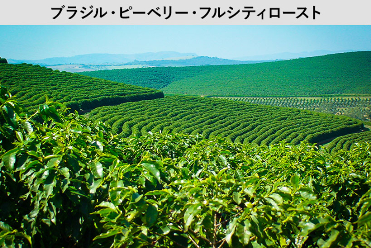 ブラジル・ブルボン・ピーベリー★まん丸で小さな実は旨みがぎっしり詰まった希少種。カカオの様な苦味と香りが大評判。【200ｇ】（約20杯分）