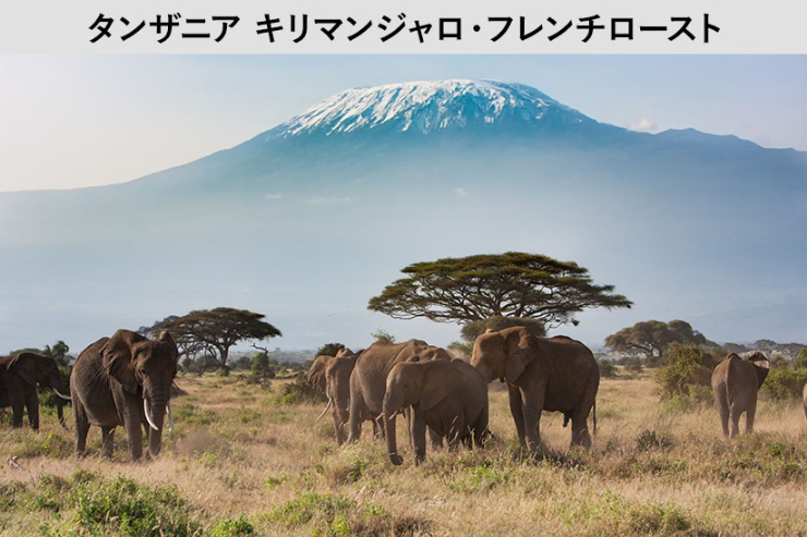 タンザニア農園★キリマンジャロの裾野、火山灰質の肥沃な土壌から。野性味溢れる強くはっきりとしたコクと旨味。【200ｇ】（約20杯分）