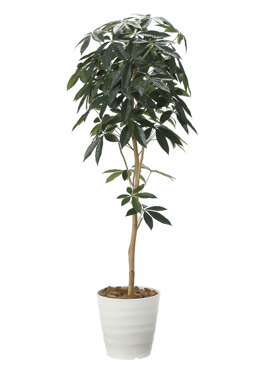 光触媒 光の楽園 デザインパキラ1.6m【インテリア フェイク