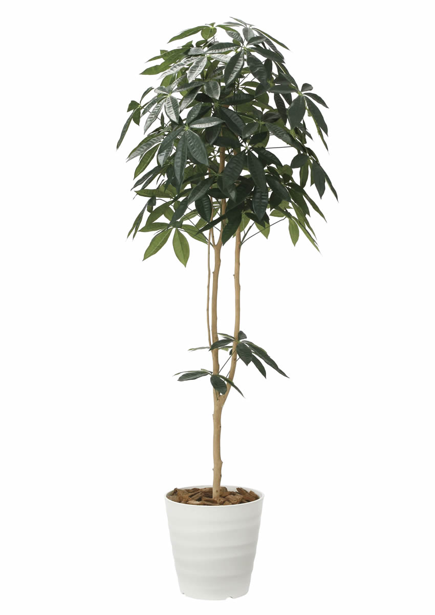 光触媒 光の楽園 デザインパキラ1.8m【インテリア フェイクグリーン 人工観葉植物】(2009P310)（※ラッピング不可）