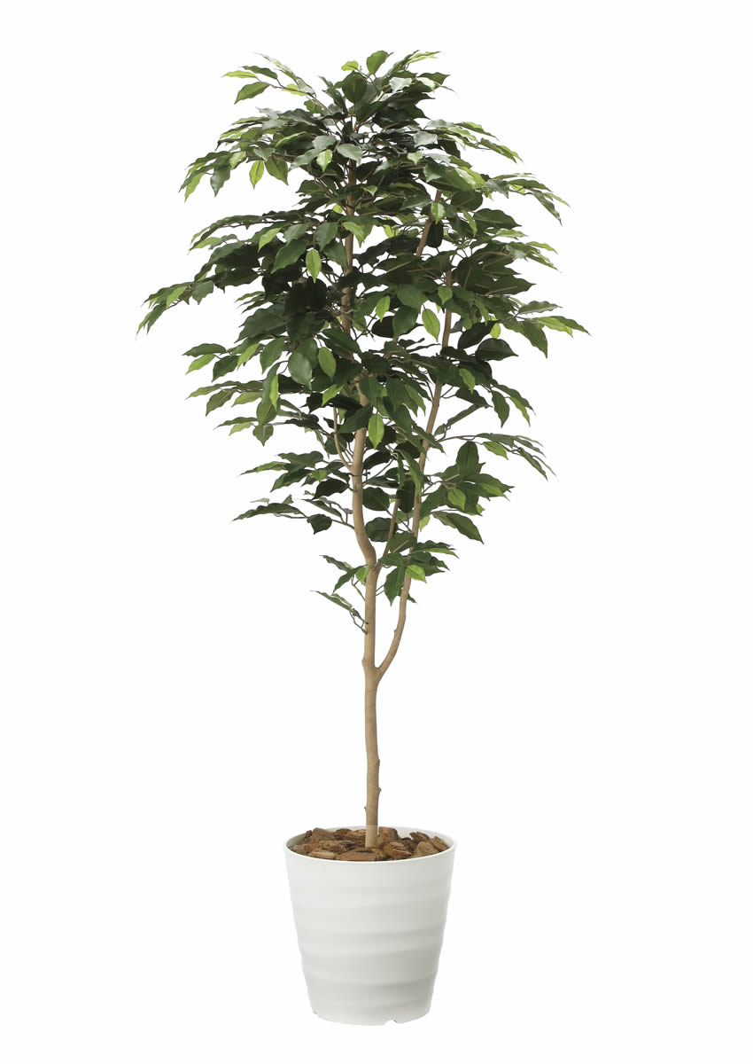 光触媒　人工観葉植物　フェイクグリーン　ベンジャミンダブル高さ1.6 光触媒 光の楽園ベンジャミンダブルフェイス（植栽付） 高さ 1.8