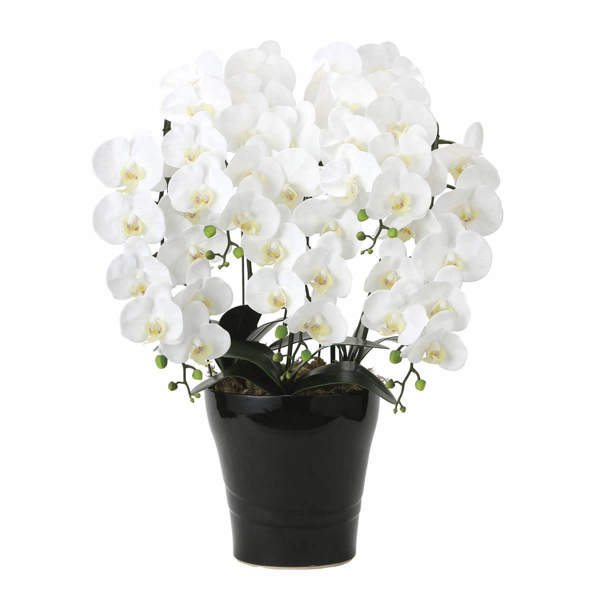 光触媒 光の楽園 フレッシュ胡蝶蘭5本立W【アートフラワー 造花】(2044P220)（※ラッピング不可）