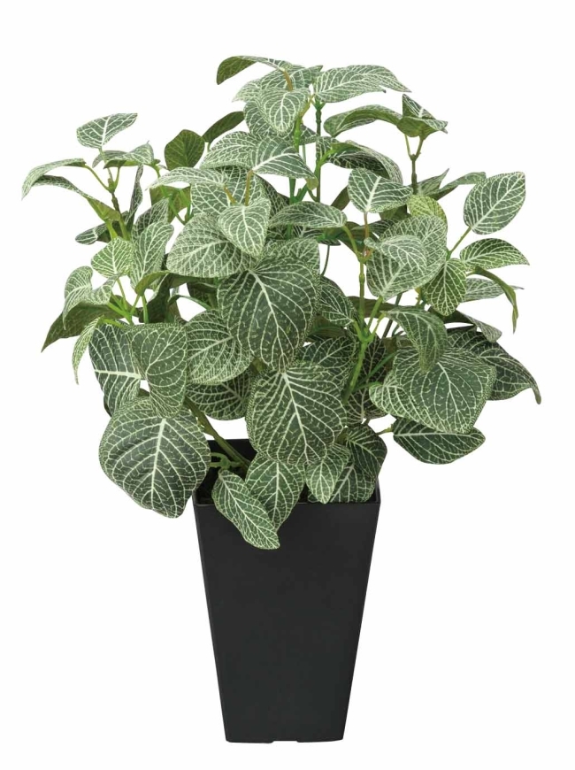 光触媒　光の楽園フィットニアＳ【インテリアグリーン 人工観葉植物】(230a50)