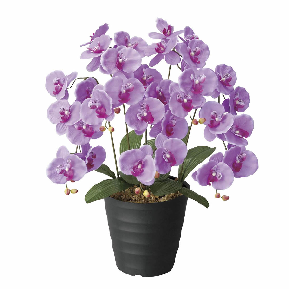 全商品セール 光触媒 人工観葉植物 光の楽園 エンジェル胡蝶蘭L 23H70 :20220325065957-01420:maruショップ - 通販 - Yahoo!ショッピング オンラインストアファッション -acelerando.com.ec 全商品セール 光触媒 人工観葉植物 光の楽園 エンジェル胡蝶蘭L 23H70 :20220325065957-01420:maruショップ - 通販 - Yahoo!ショッピング オンラインストアファッション -acelerando.com.ec