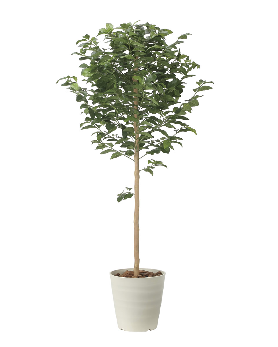 光触媒 光の楽園 レモンツリー1.35【インテリア フェイクグリーン 人工観葉植物】(2480A250)【ラッピング不可】