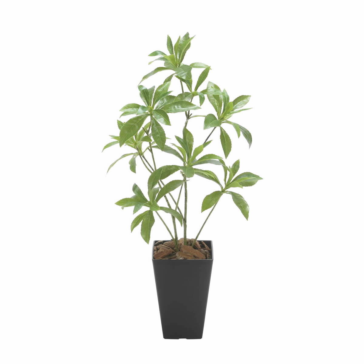 光触媒 光の楽園 フレッシュアセビ【アートフラワー 造花】(2507A55)（※ラッピング不可）