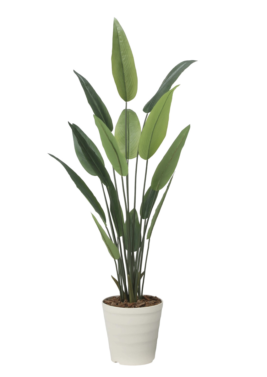 光触媒 光の楽園 フレッシュストレチア 1.65m【インテリア フェイクグリーン 人工観葉植物】(2709A280)（※ラッピング不可）