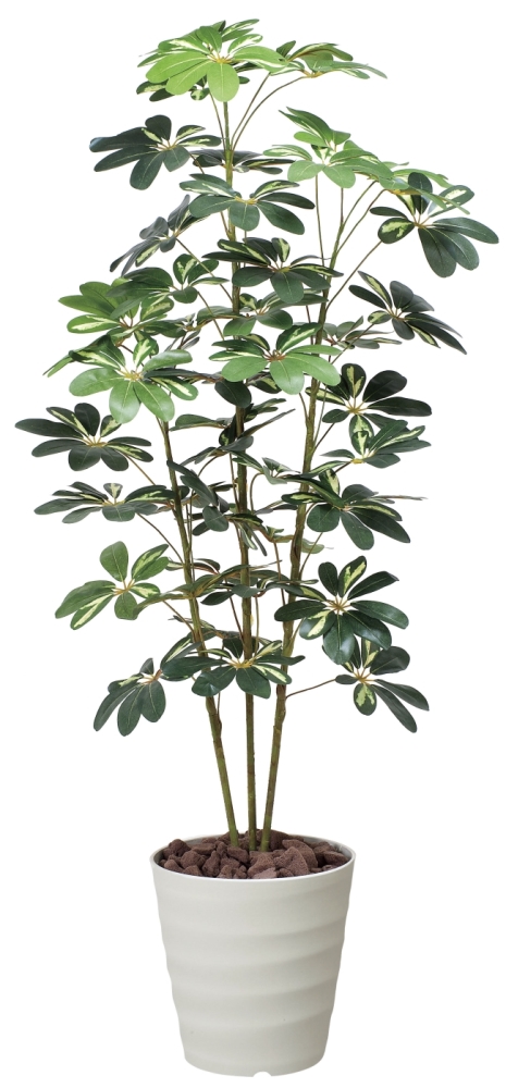 光触媒 光の楽園カポック斑入り 高さ m【インテリアグリーン 大型 人工観葉植物】(355a200)