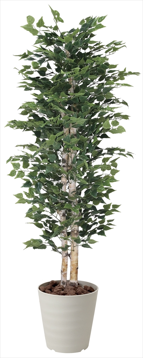 完売：白樺の鉢植え No.15