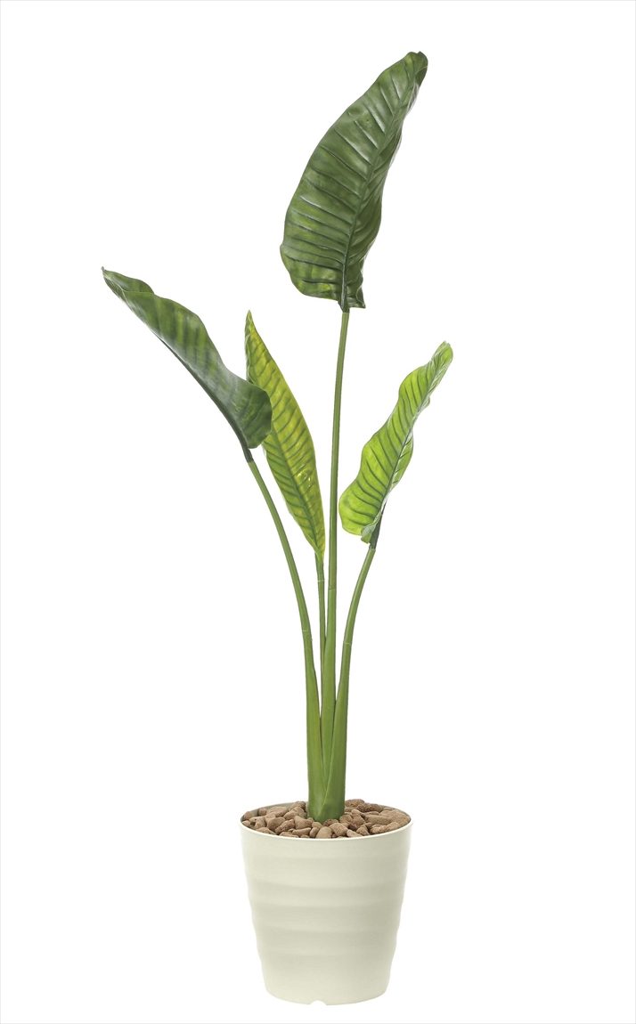 大型ストレリチア オーガスタ3株＋小株も多数 大型観葉植物 ガーデニング