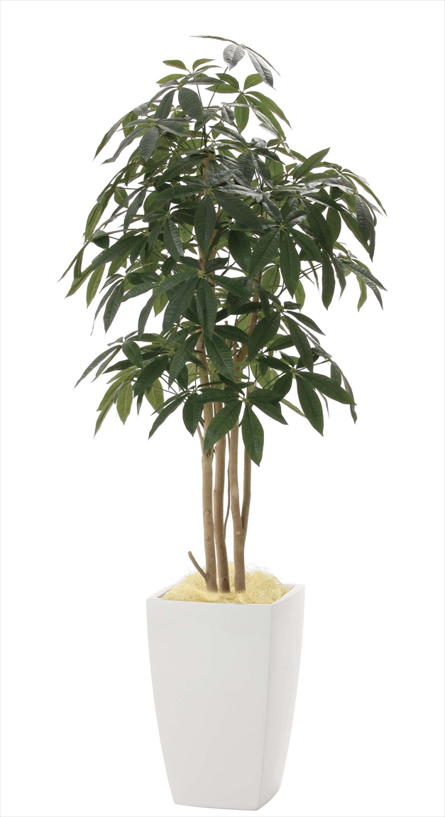 光触媒 光の楽園アーバンパキラ 高さ 1 8ｍ インテリアグリーン 大型 人工観葉植物 941a600 造花と観葉植物の専門店 光の楽園