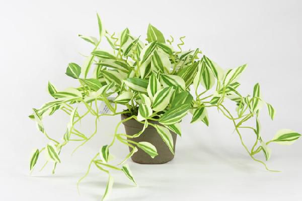 光触媒　光の楽園ワンダリングポット【インテリアグリーン 人工観葉植物】(acn104)