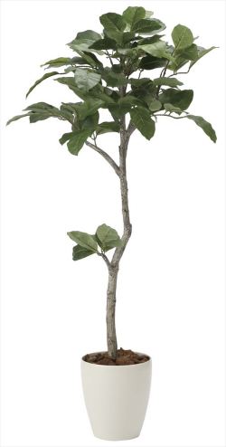 光触媒 光の楽園 ベンガル菩提樹 高さ 1 35m インテリアグリーン 人工観葉植物 31a250 造花と観葉植物の専門店 光の楽園