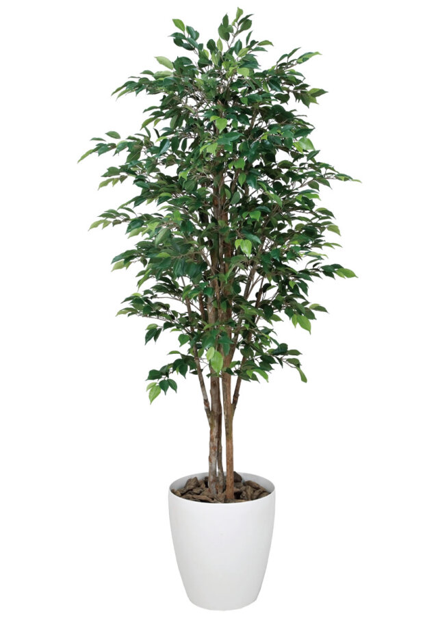 光触媒 光の楽園 ロイヤルベンジャミン 1.8m【インテリア フェイクグリーン 人工観葉植物】(151R680)