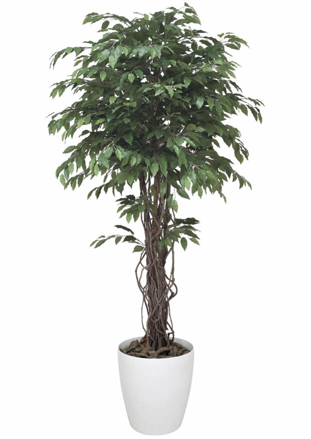 光触媒 光の楽園 ベンジャミンリアナ 1.8m【インテリア フェイクグリーン 人工観葉植物】(152H620)