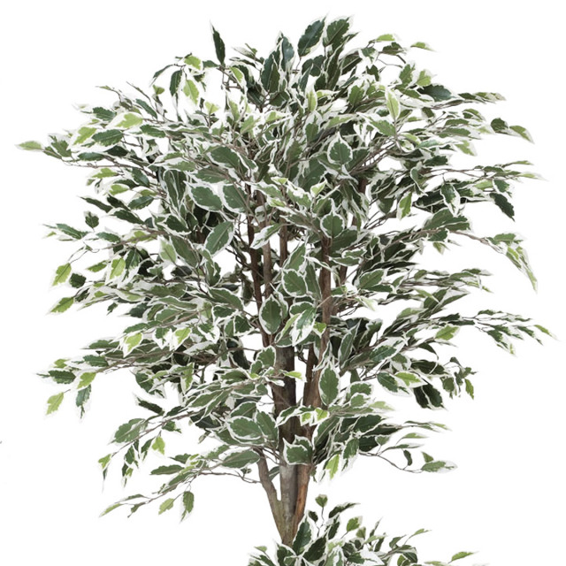 光触媒 光の楽園 トロピカルベンジャミン斑入リ 1.8m【インテリア