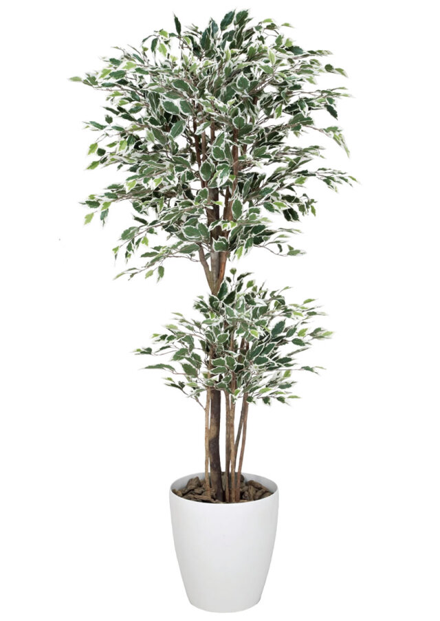 光触媒 光の楽園 トロピカルベンジャミン斑入リ 1.8m【インテリア フェイクグリーン 人工観葉植物】(167K600)