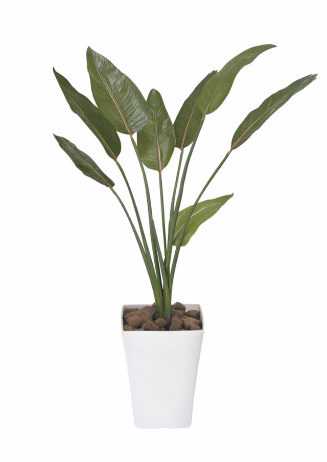 光触媒 光の楽園 ストレチア 1.1m【インテリア フェイクグリーン 人工観葉植物】(196P230)（※ラッピング不可）