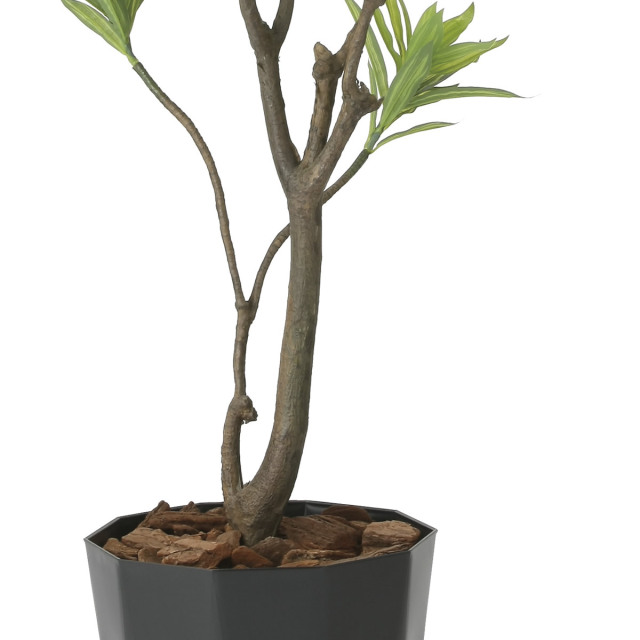 光触媒 光の楽園 フレッシュドラセナ 高さ 1.8m 【インテリア