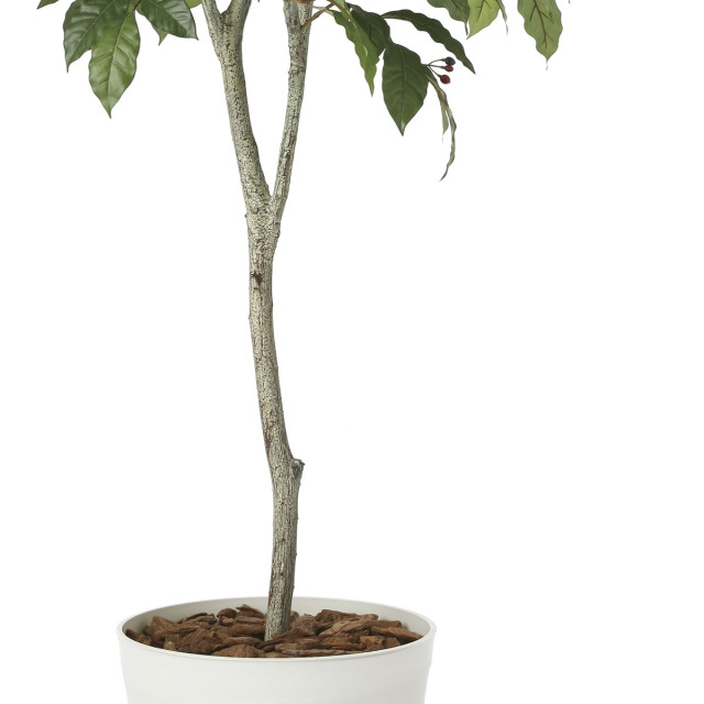 光触媒　人工観葉植物　ウォールグリーン　フェイクグリーン　コーヒーの木10060 光触媒 光の楽園 コーヒーツリー 高さ 1.8m 【インテリア