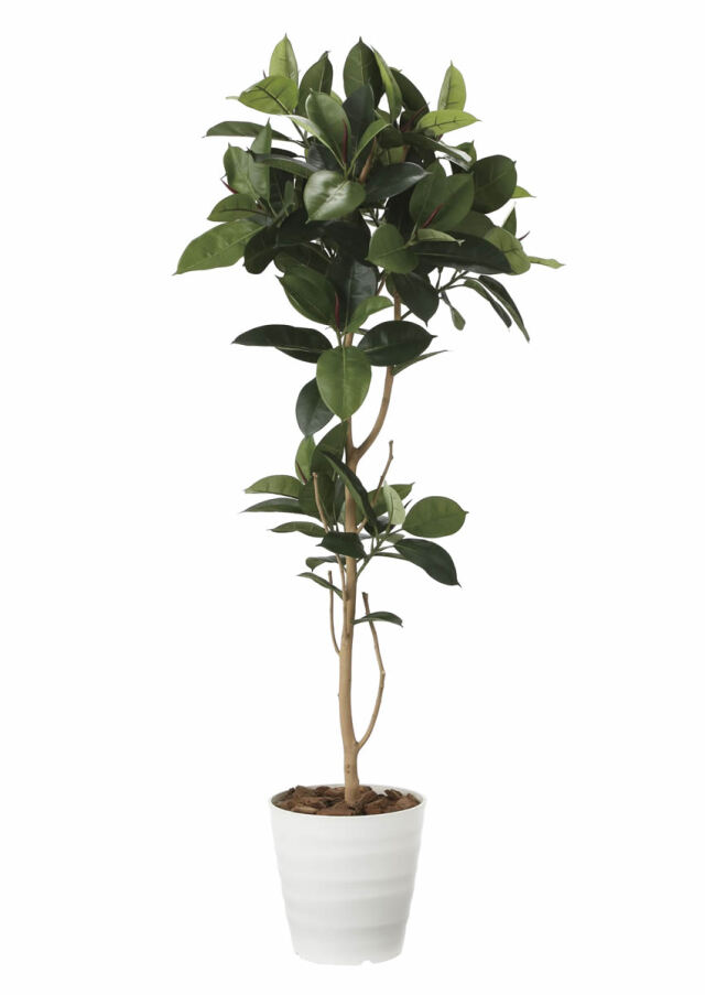 光触媒 光の楽園 ゴムの木1.8m【インテリア フェイクグリーン 人工観葉植物】(2024P380)（※ラッピング不可）