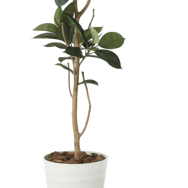 光触媒 人工観葉植物 フェイクグリーン ウッドボックスゴムの木1.8