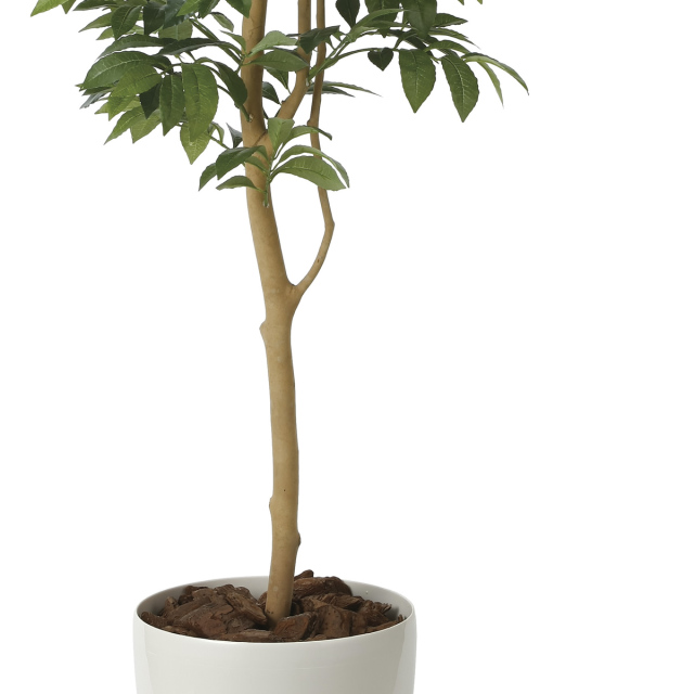 光触媒　人工観葉植物　フェイクグリーン　アカシアディアル150FST 光触媒 人工観葉植物 フェイクグリーン アカシアディアル150FST