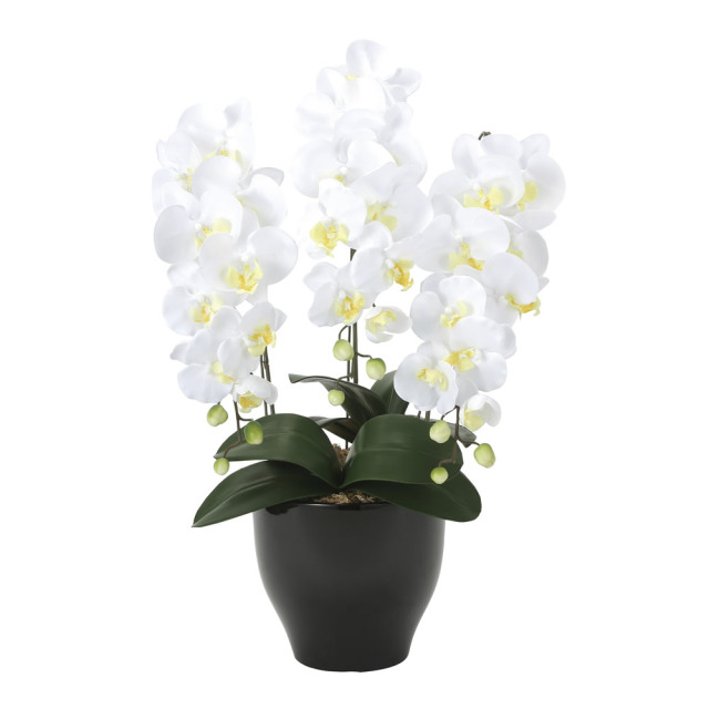 光触媒 光の楽園ミディ胡蝶蘭w アートフラワー 造花 25a35 造花と観葉植物の専門店 光の楽園 光触媒 光の楽園ミディ胡蝶蘭w アートフラワー 造花 25a35 造花と観葉植物の専門店 光の楽園