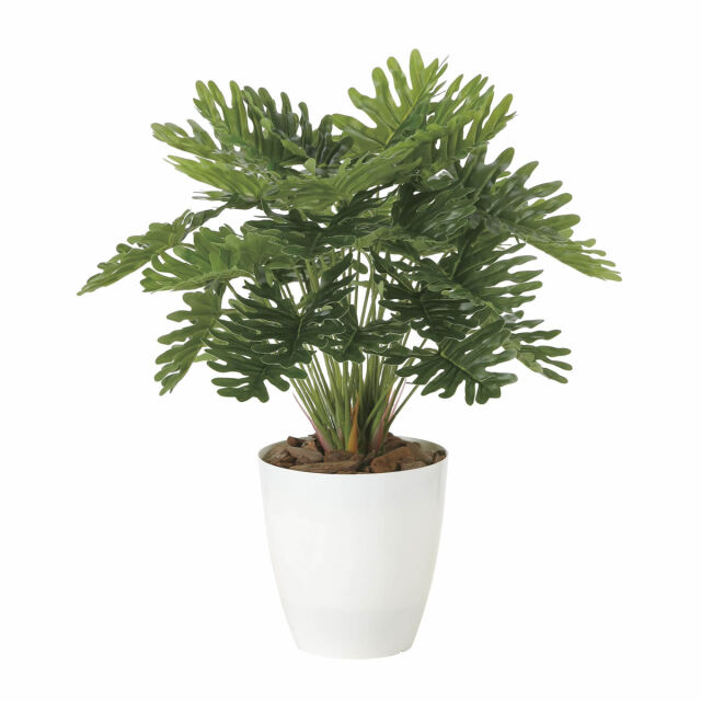 光触媒 光の楽園 フレッシュクッカバラM【インテリアグリーン 人工観葉植物】(2215A75)