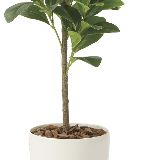 光触媒 光の楽園 フレッシュマネーツリー 90【インテリア