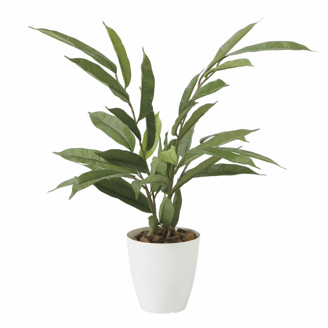 光触媒 光の楽園 アムステルラバーキング 55【インテリア フェイクグリーン 人工観葉植物】(2256A80)