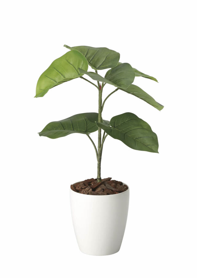 光触媒 光の楽園 ウンベラータ 60 インテリア フェイクグリーン 人工観葉植物 2292a125 造花と観葉植物の専門店 光の楽園