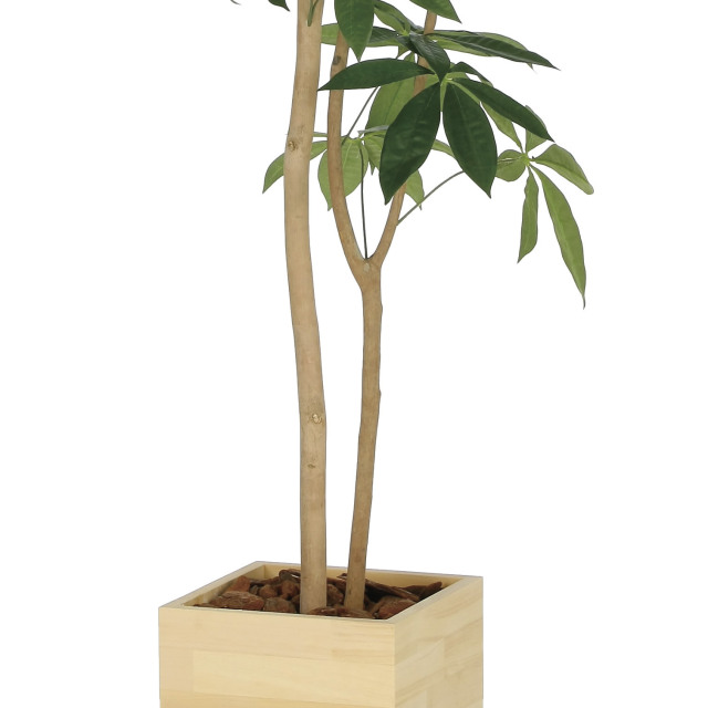 光触媒　人工観葉植物　フェイクグリーン　ウッドボックスパキラ1.0m 光触媒 光の楽園 ウッドボックスパキラ1.6m【インテリア フェイク