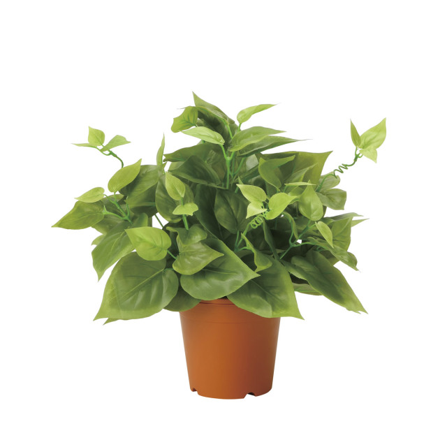 光触媒 光の楽園 ライムポトス【インテリア 人工観葉植物】(2346A50)