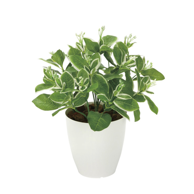 光触媒 光の楽園 ピトスポラム【インテリア 人工観葉植物】(2350A70)