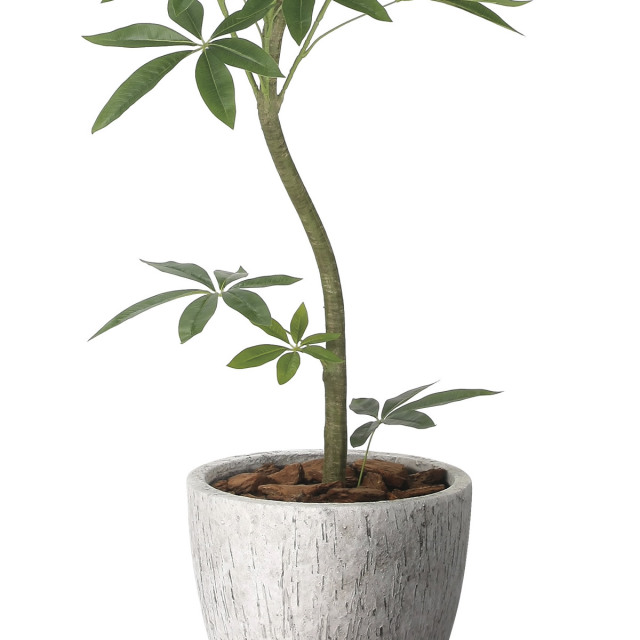 光触媒 光の楽園 ナチュラルパキラ1.6m【インテリア フェイクグリーン