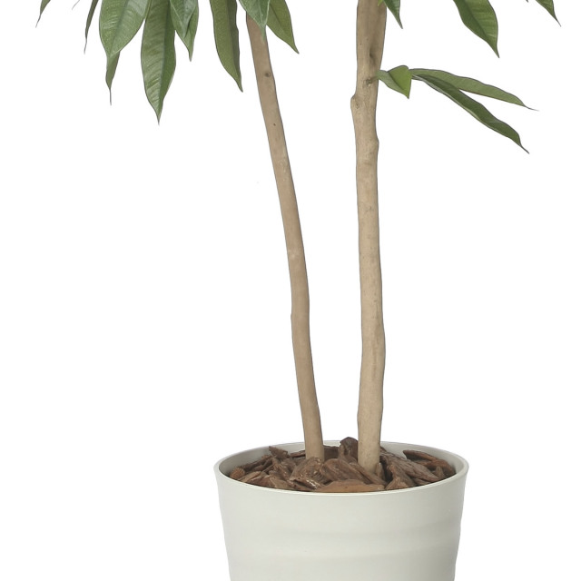 光触媒　人工観葉植物　フェイクグリーン　アムステルラバーキング1.6 光触媒 人工観葉植物 フェイクグリーン アムステルラバーキング1.6