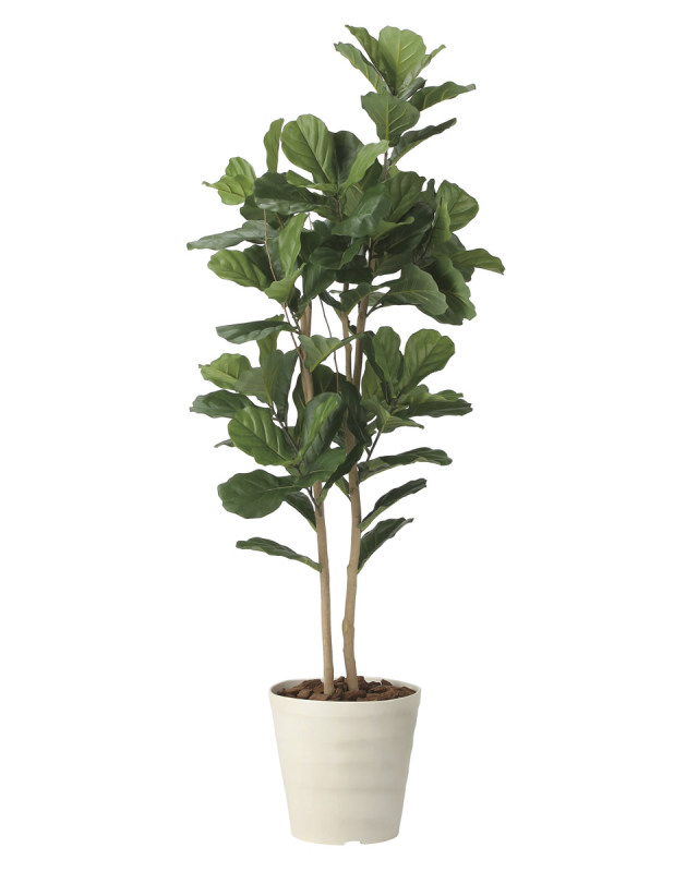 光触媒 光の楽園 カシワバゴム1.8【インテリア フェイクグリーン 人工観葉植物】(2466A430)【ラッピング不可】