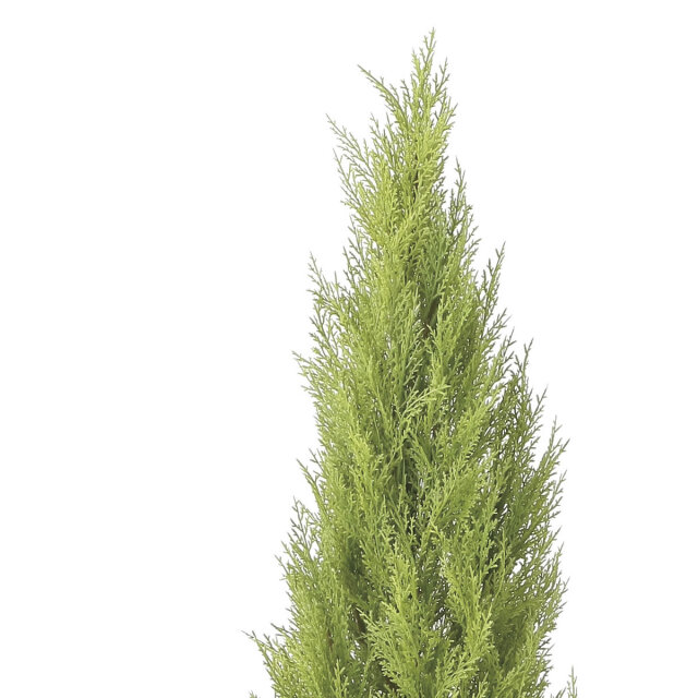 光触媒 光の楽園 ゴールドクレスト1.35(ポリ製)【インテリア フェイク