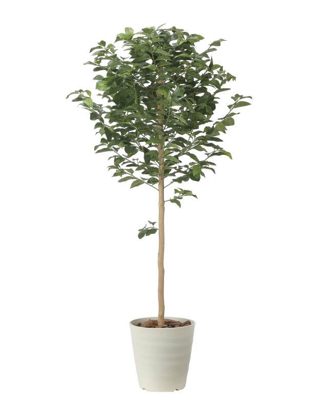 光触媒 光の楽園 レモンツリー1.35【インテリア フェイクグリーン 人工観葉植物】(2480A250)【ラッピング不可】