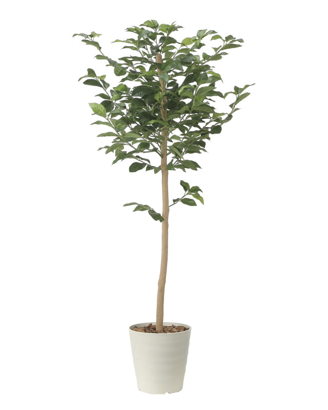 光触媒 光の楽園 レモンツリー1.6【インテリア フェイクグリーン 人工観葉植物】(2481A350)【ラッピング不可】