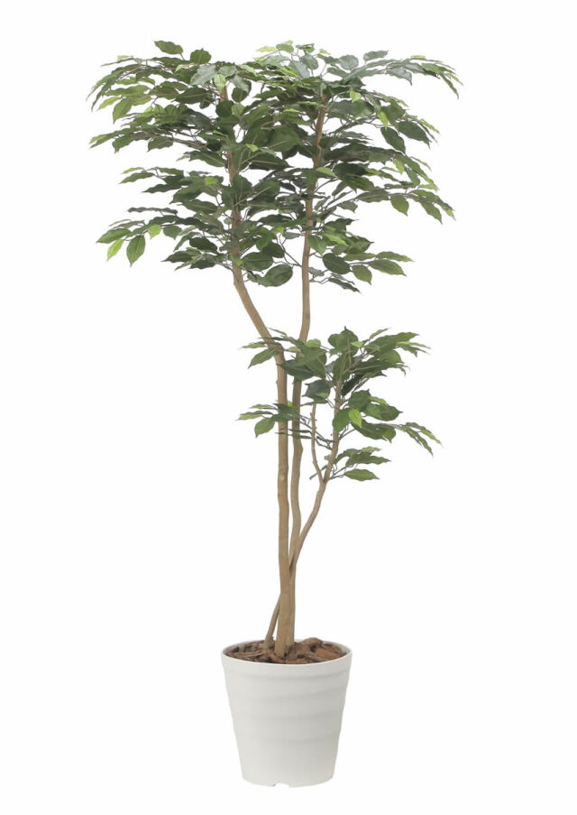 光触媒 光の楽園 デザインベンジャミン1.6m【インテリア フェイクグリーン 人工観葉植物】(2516A350)（※ラッピング不可）