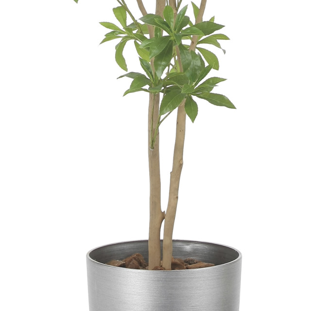 光触媒 光の楽園 インテリアフレッシュアセビ1.7m【インテリア