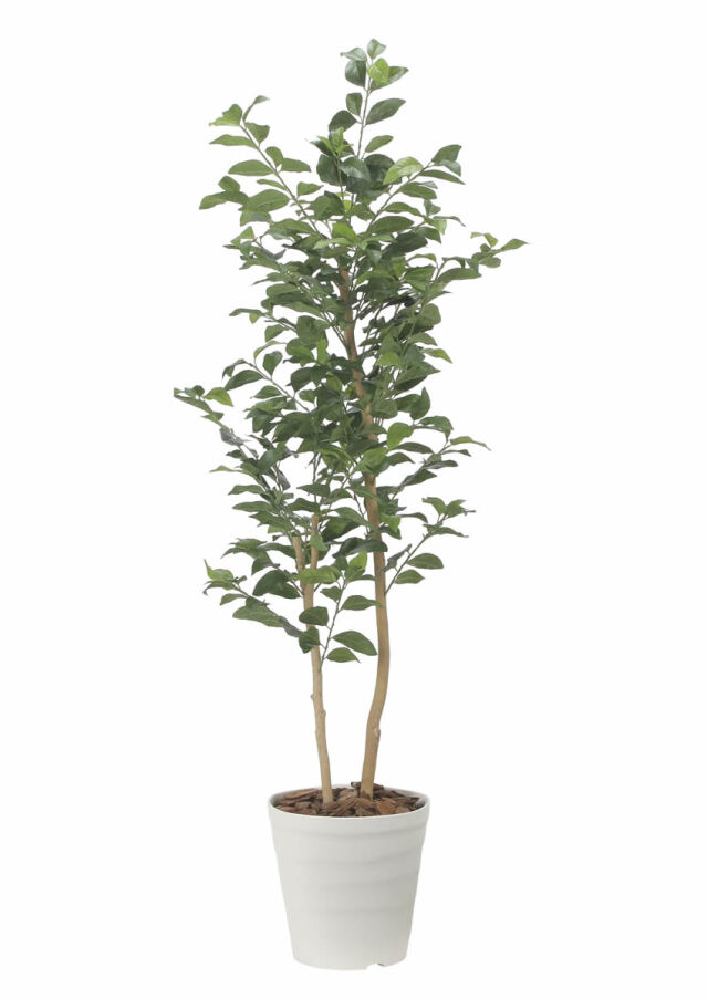 光触媒 光の楽園 レモンの木1.6m【インテリア フェイクグリーン 人工観葉植物】(2522A350)（※ラッピング不可）