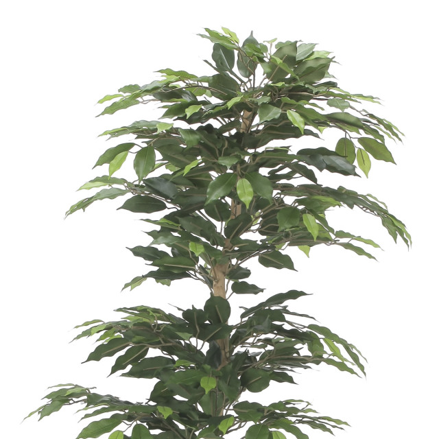 光触媒 光の楽園 インテリアベンジャミン1.6m【インテリア