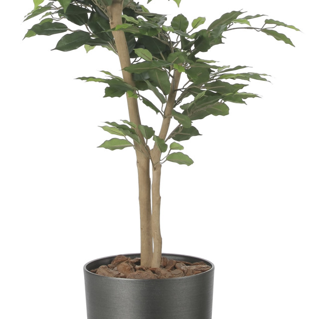 光触媒 光の楽園 インテリアベンジャミン1.6m【インテリア